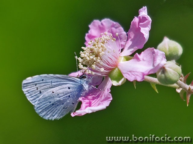 macro___Think Pink___Mali Losinj, Croatia.