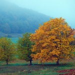 stablalikajesen1 copymal