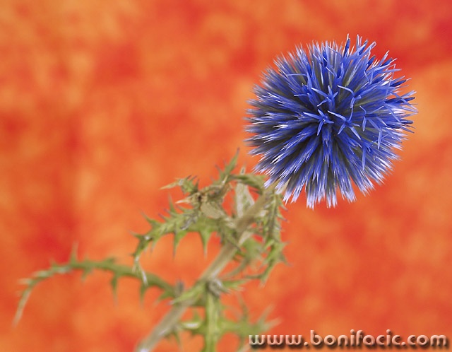macro___Thorny Way To Success___