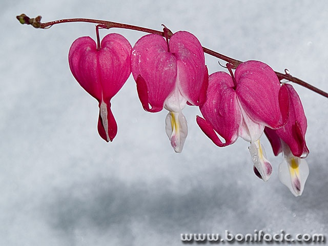 macro___Tingle___Lokve, Croatia.