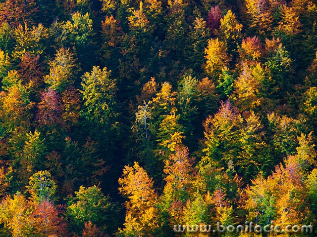 sumavelebitjesen1mal