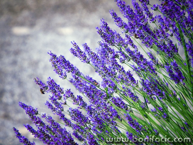 lavanda3 copymal