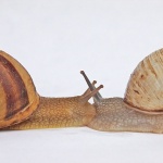 macro___Valentine Day___Punat, Croatia.