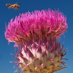 macro___Vegetarian___Stara Baska, Croatia.