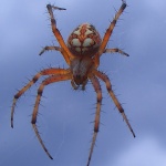 macro___Youngster___