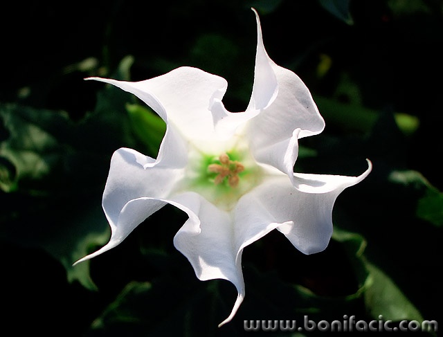 macro___White Star___