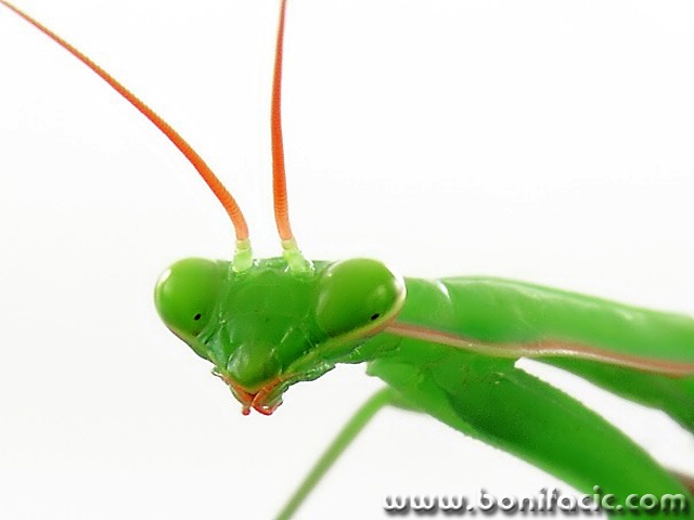 macro___X-File___