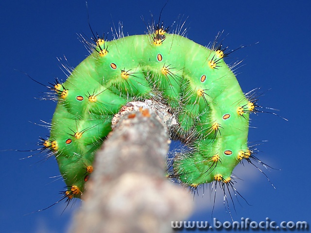 macro___Yoga___
