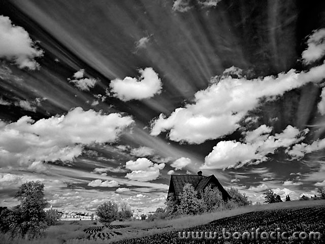 bw___Something Wild Is In The Air___Josipdol, Croatia.