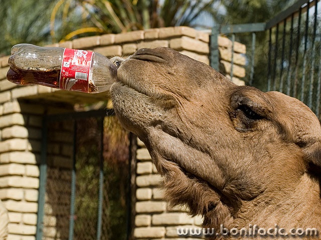 animals___Always Coca Cola___Tozeur, Tunisia.