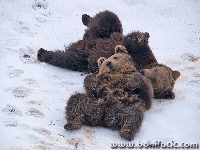 animals___Inactivity___Kuterevo, Croatia.