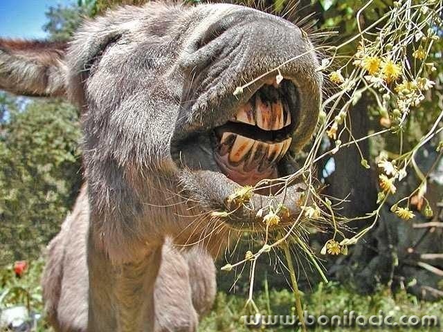 smile