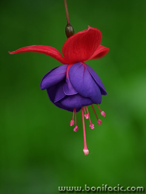 macro___Mulin Rogue___Josipdol, Croatia.