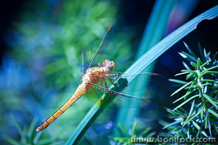 2ND_7565 copy copymal