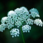 2ND_7380 copy copymal