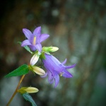 2ND_7373 copy copymal