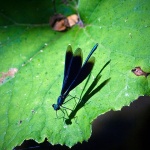 2ND_7552 copy copymal