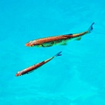 2ND_7334 copy copymal