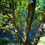 D2X_4824 copy copymal