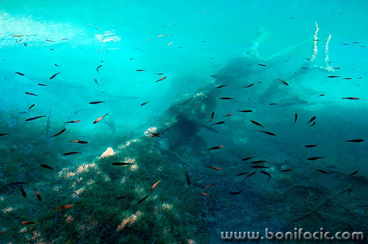 D2X_4644 copy copymsl