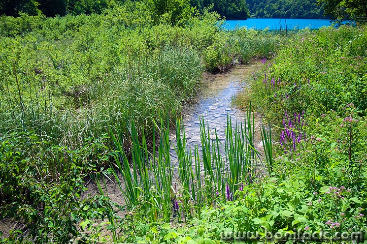 D2X_4716 copy copymal