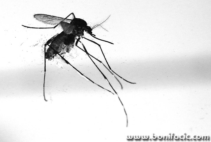komaracmal
