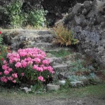 gomirjeskalerozice1 copymal