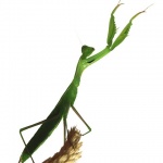 macro___Bandmaster___