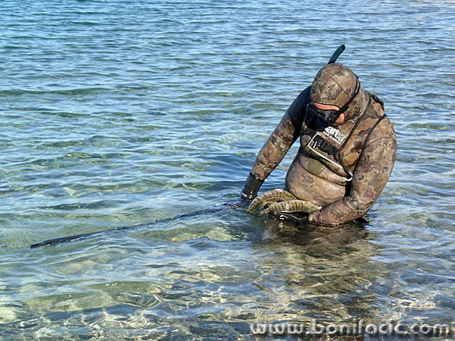 diverkogicribe1 copymal