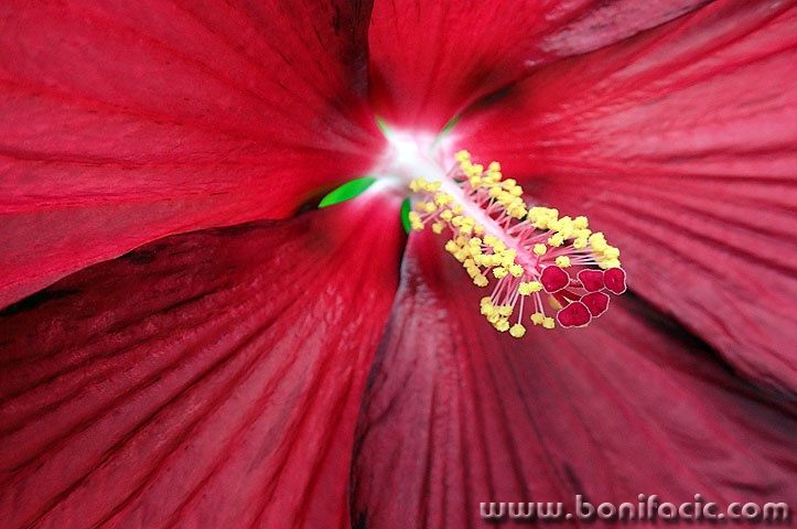 hibiskus01mal