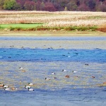 patkesabljaci3 copymal