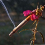 macro___Bogart___Punat, Croatia.