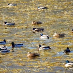 patkesabljaci1 copymal