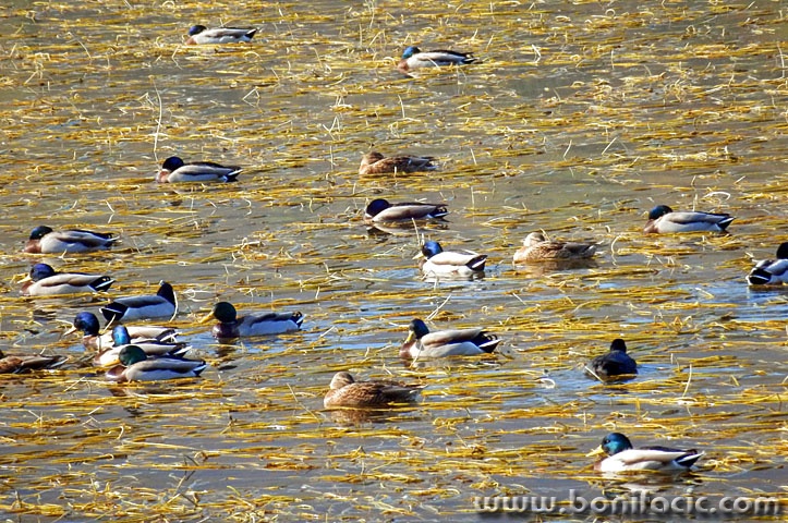 patkesabljaci1 copymal