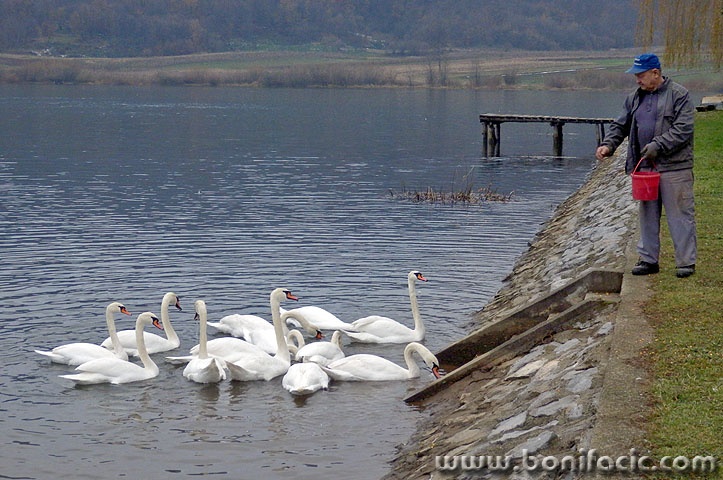 labidisabljaci6 copymal