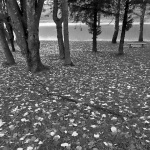 sabljacijesenBW copymal