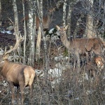 jelenmodrus2 copymal