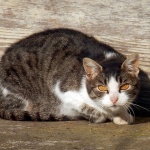 mackapsycho1 copymal