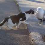 vrebanjemackagaleb1 copymal