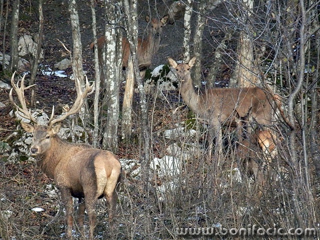 jelenmodrus2 copymal