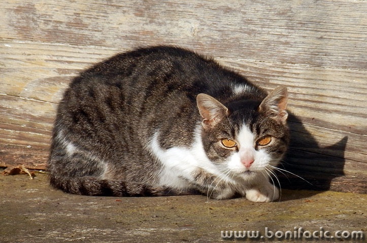 mackapsycho1 copymal