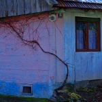 multikolorkucamodrus1 copymal