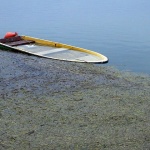 sabljacibarkica1 copymal