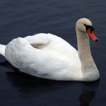 labudmod1blurmerged copymal