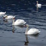 labudovisabljaci3 copymal