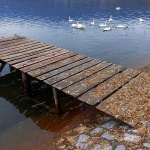 labudovisabljacimul1 copymal