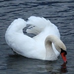 labudsabljaci3 copymal