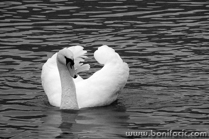 labud2sabljaci copymal