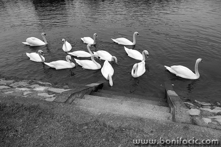 labudisabljaci5 copymal