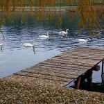 labudovisabljaci2 copymal